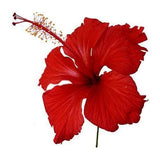 Organic Raw Hibiscus Powder |Dry Hibiscus Flower Powder |Rosa-Sinensis for Hair Care & FacePack |Gudhal Ka Phool for Hair growth, Skin Care
