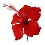 Organic Raw Hibiscus |Dry Hibiscus Flower |Rosa-Sinensis for Hair Care & FacePack |Gudhal Ka Phool for Hair growth, Skin Care
